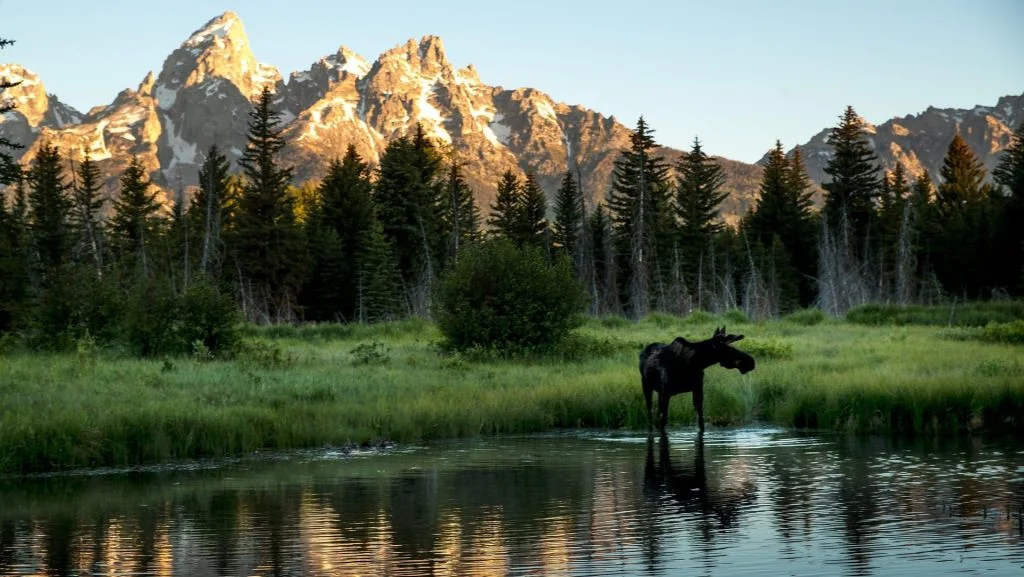 MLB Scraps Grand Teton Game Plans Amid Environmental Concerns and Local Backlash